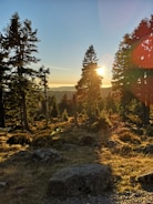 A scenic view of a eucalyptus forest at sunset.