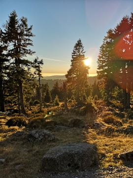 A scenic view of a eucalyptus forest at sunset.