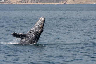 A friendly local guide smiling warmly while pointing out a humpback whale breaching in Samaná Bay.