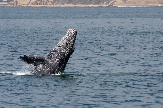 A friendly local guide smiling warmly while pointing out a humpback whale breaching in Samaná Bay.