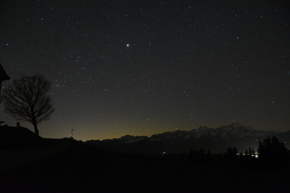 silhouette of mountain and bare tree