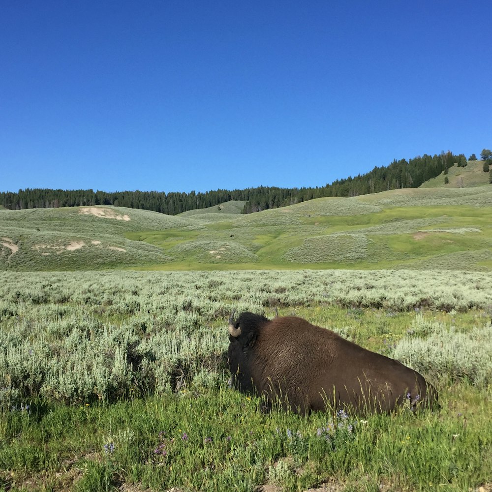 brown bison lying on grass