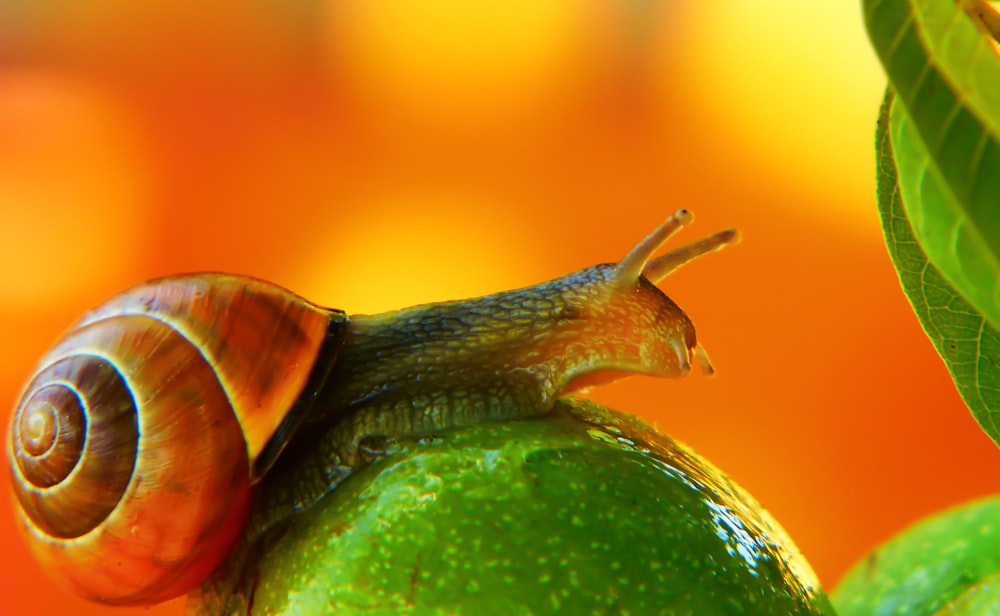 brown snail on green fruit