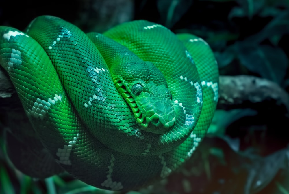 Foto der grünen Schlange mit flachem Fokus