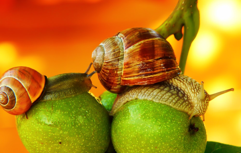 macro photography of snails on green fruit