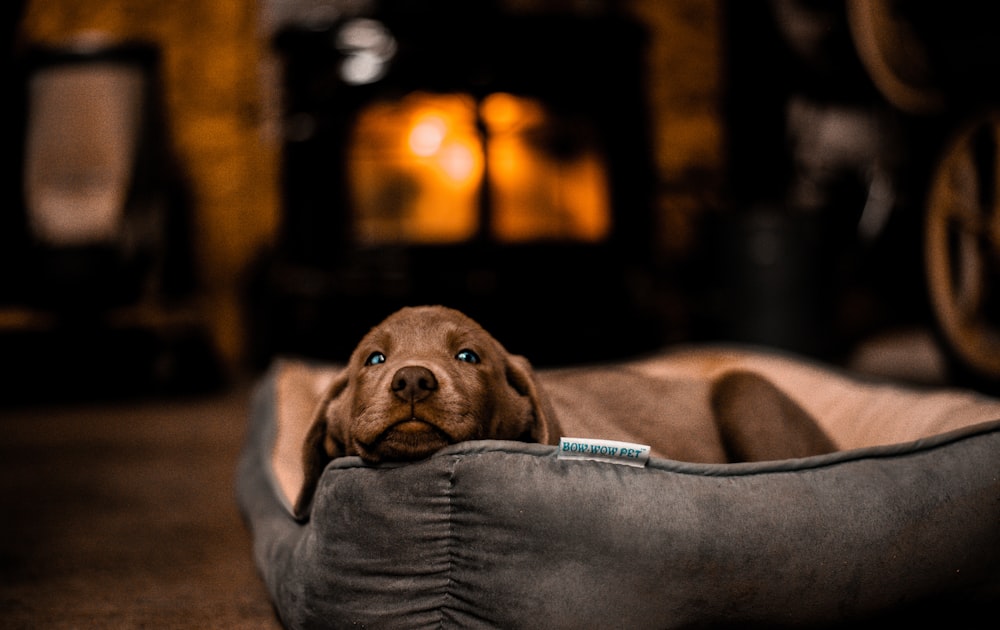 short-coated brown puppy sleeping on pet bed in room