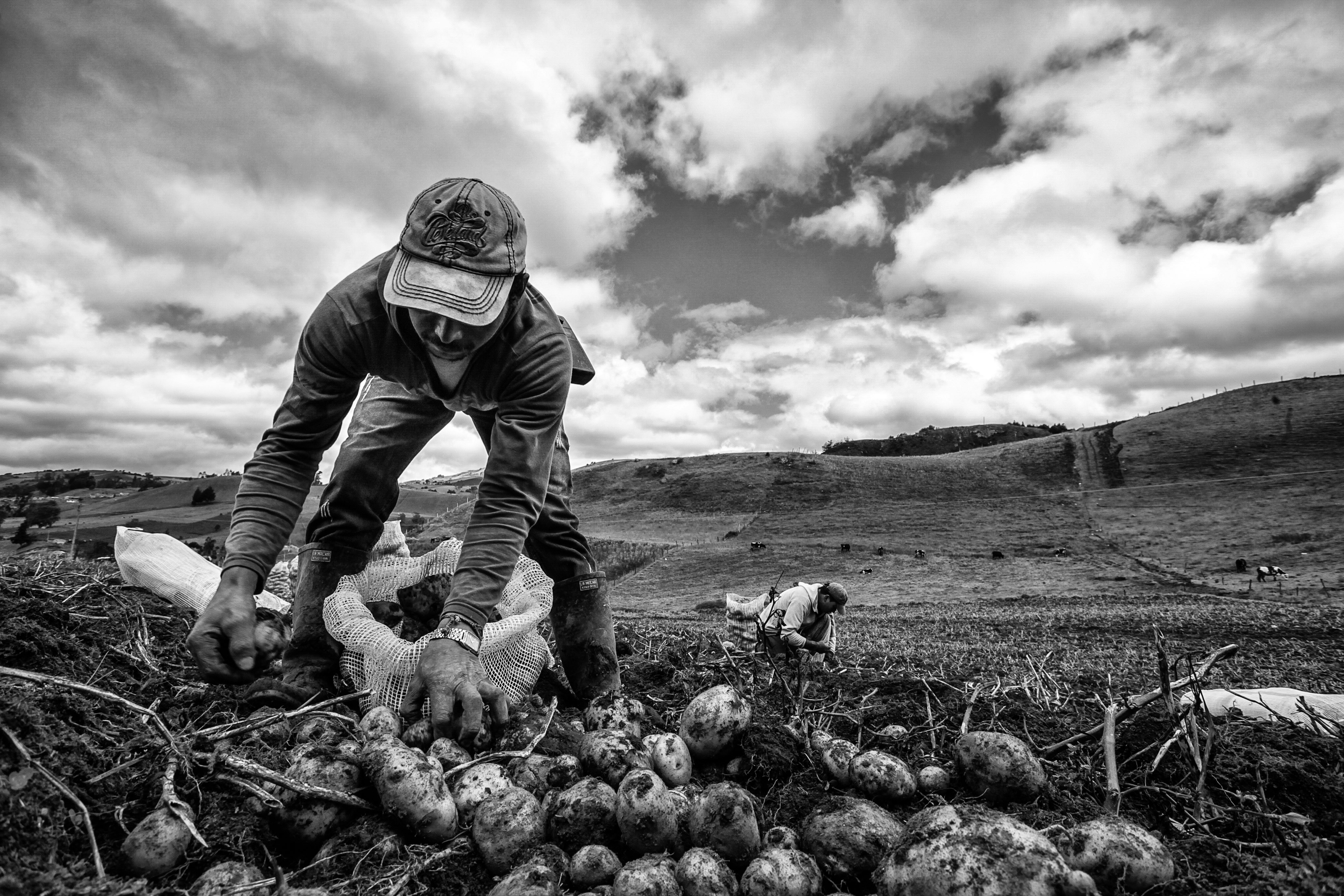 Potato field at harvest time, dark soil, overcast sky, dramatic low-contrast lighting on the earth