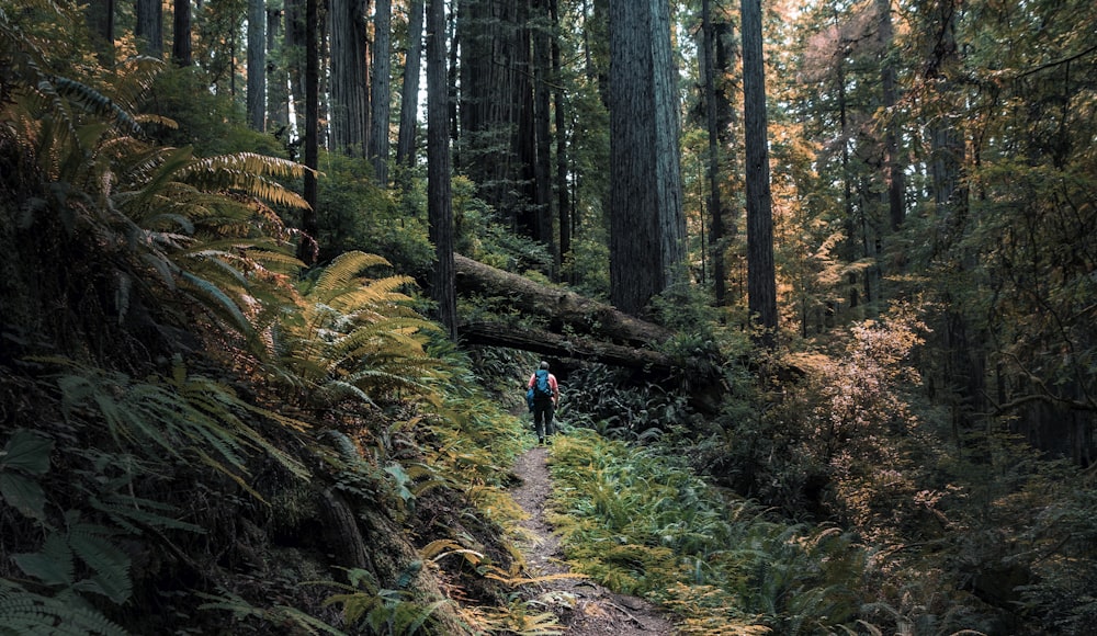 person walking in the middle of forest