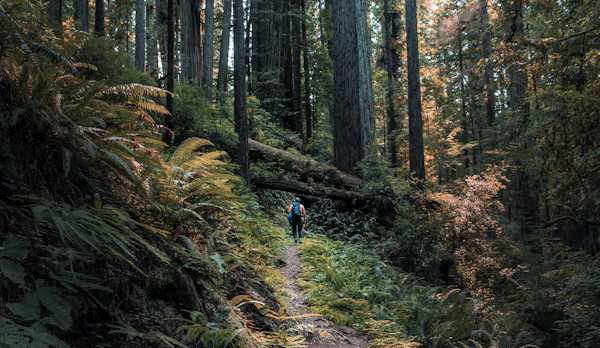 Trail through a coastal redwood forest with ferns and towering trees