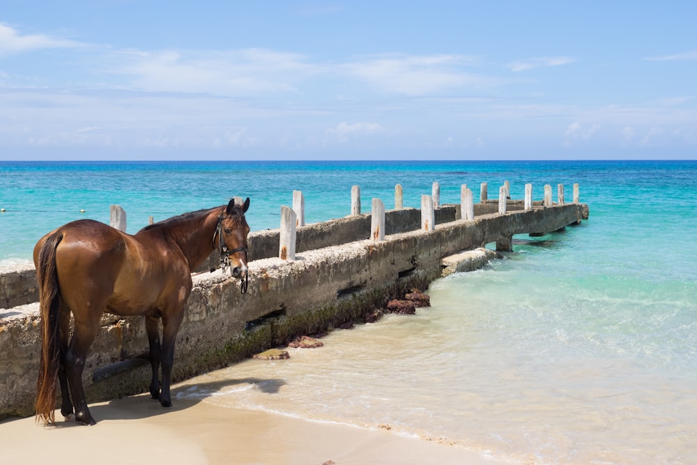 昼間のビーチでの茶色の馬