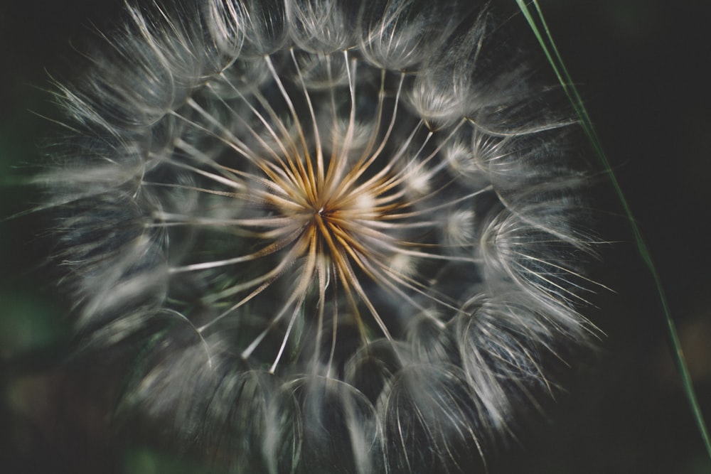 macro photography of dandelion flower