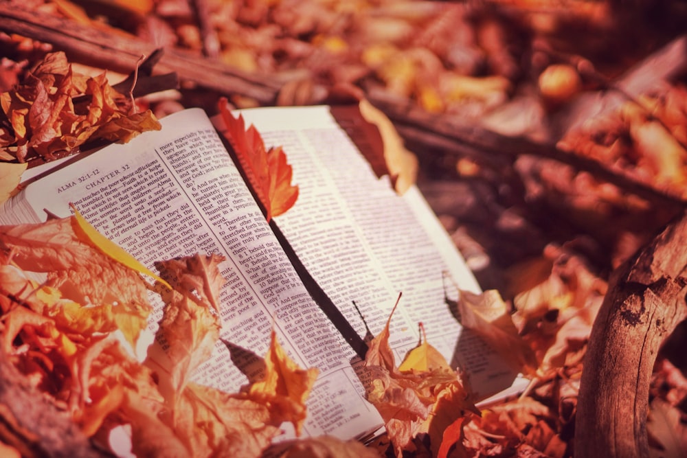 book surrounded by dried leaves
