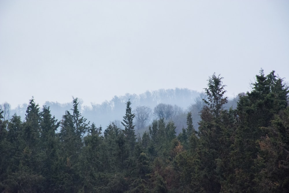 green trees during daytime