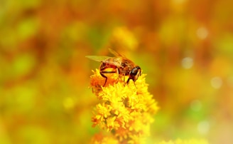 A soft focus shot of a bee-themed wellness setup with honey jars and natural elements on display.