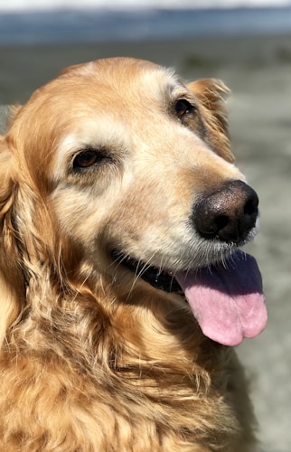 A close-up of a golden retriever with a friendly expression, tongue hanging out and fur shimmering in the sunlight. The dog appears to be outdoors, likely at a beach or park, as indicated by the blurred background.