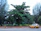 A Surya Cab SUV parked near the lush greenery of Ooty's botanical garden.