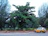 A Surya Cab SUV parked near the lush greenery of Ooty's botanical garden.