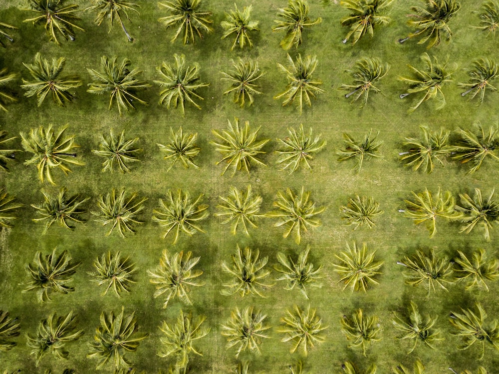 Textil floral verde y marrón