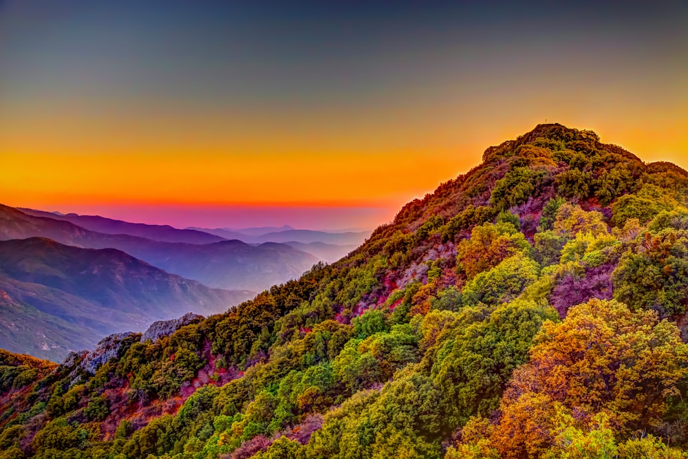 trees on hill under yellow sky at daytime