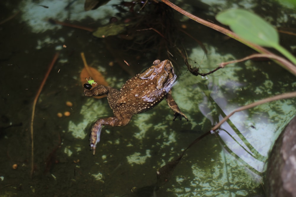 brown frog on body of water