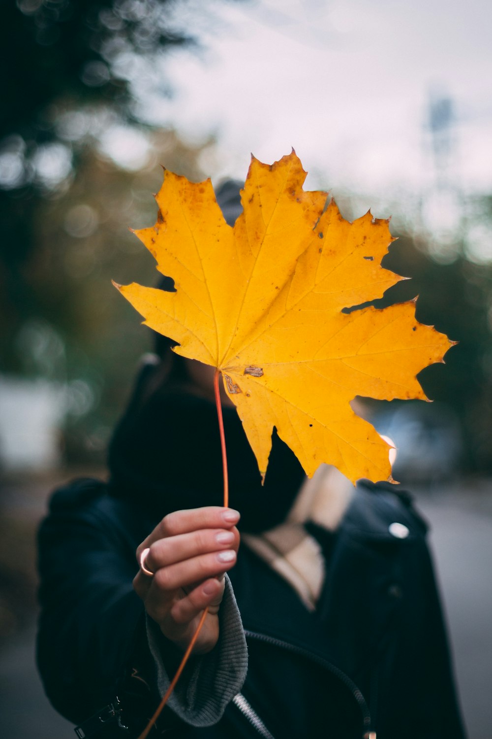 yellow maple leaf