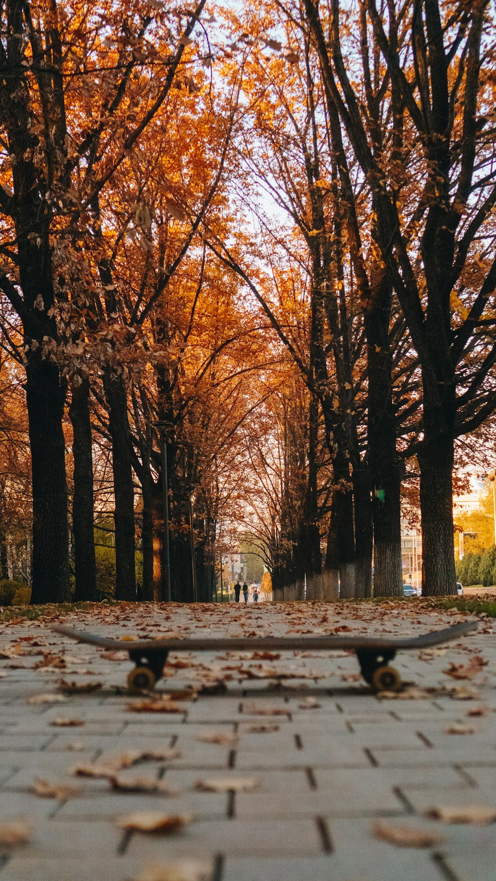 gray and black skateboard photo across orange-leafed trees