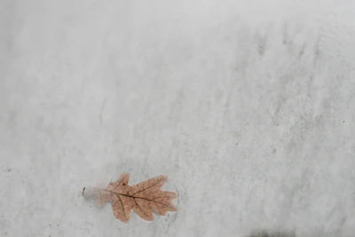A minimalist shot of a dried leaf resting on a smooth white surface