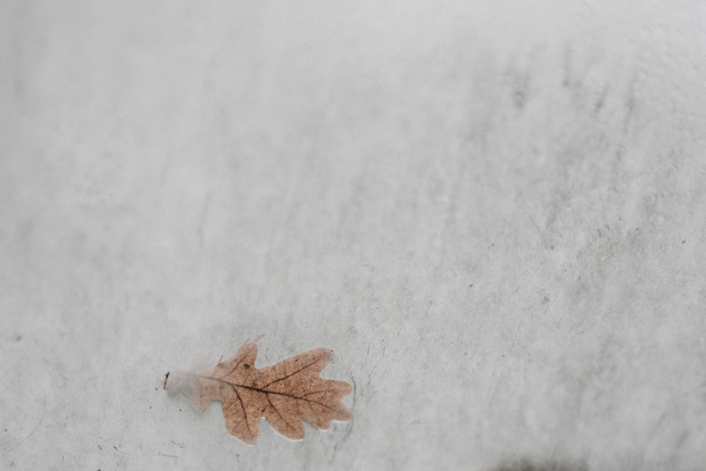 dried leaf on gray concrete