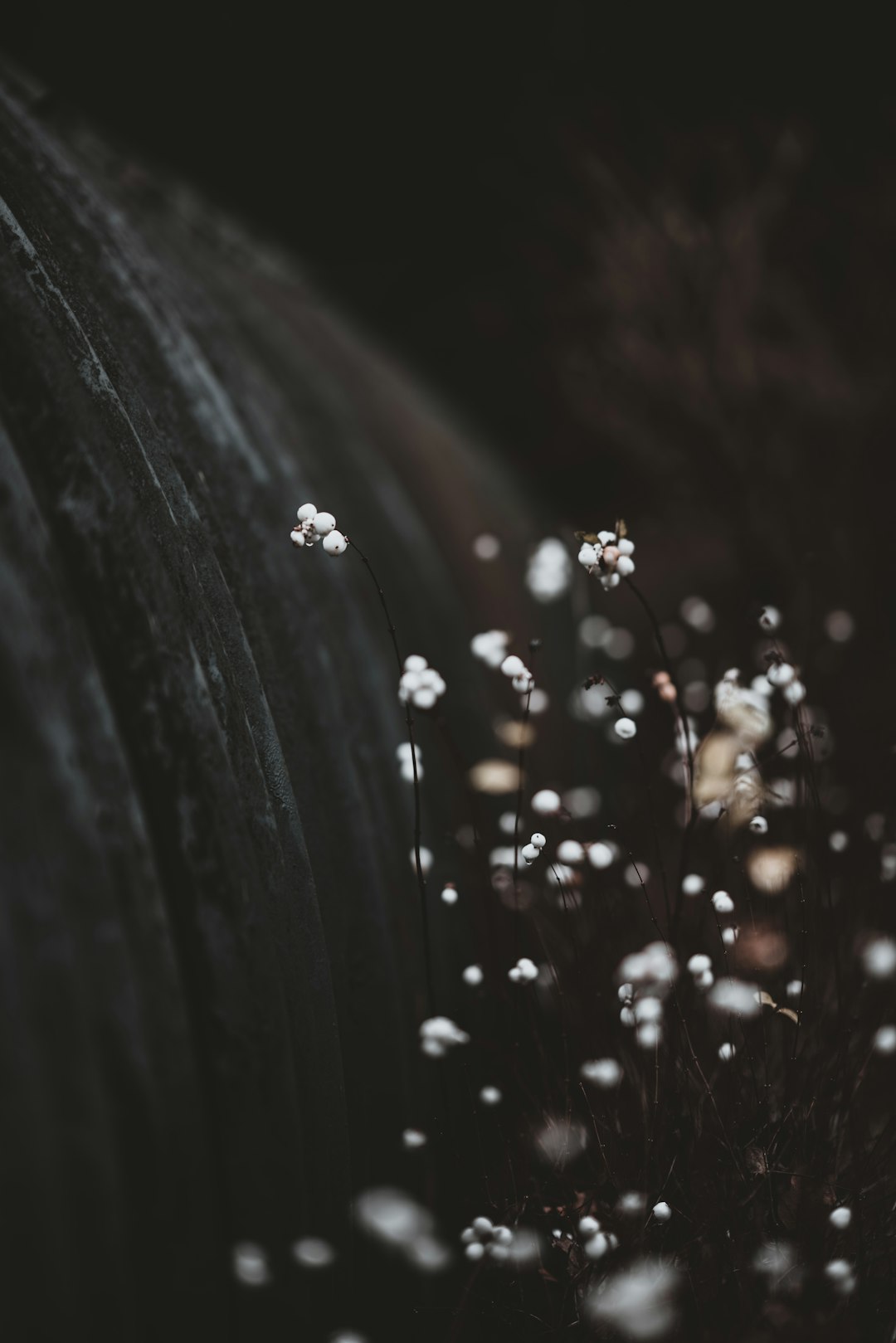 white flowers in bloom