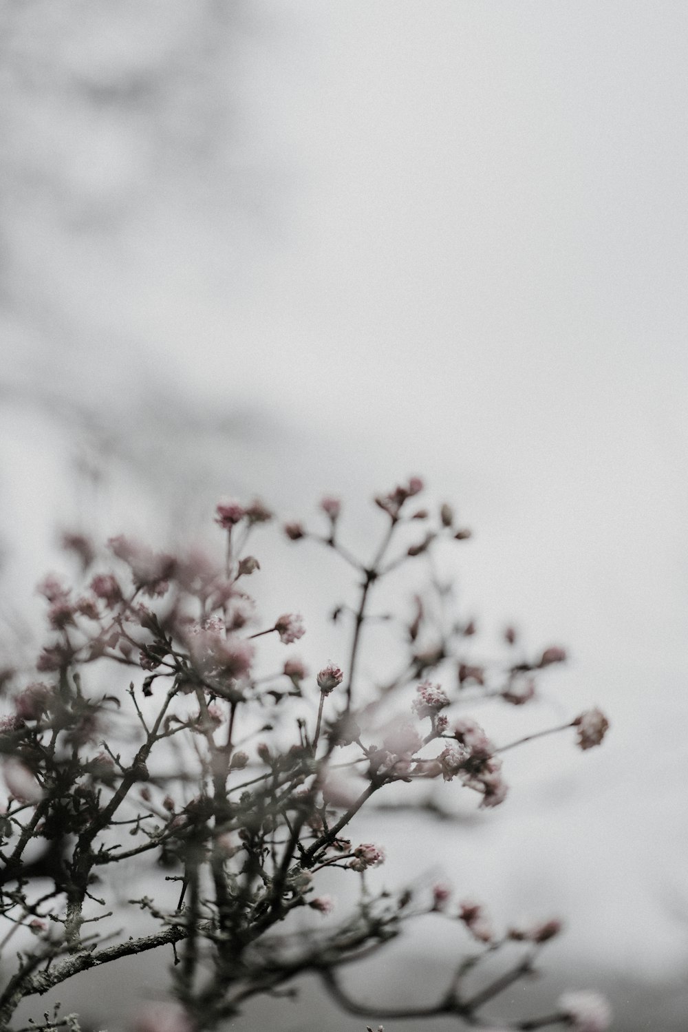 pink baby's breath