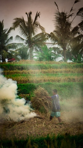 A person, possibly a farmer, is carrying a bundle of hay in a field filled with green and golden crops. There is a slight haze or smoke present in the scene, adding a dreamy effect. Tall palm trees stand in the background under a cloudy sky.