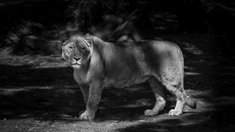 grayscale photo of lioness