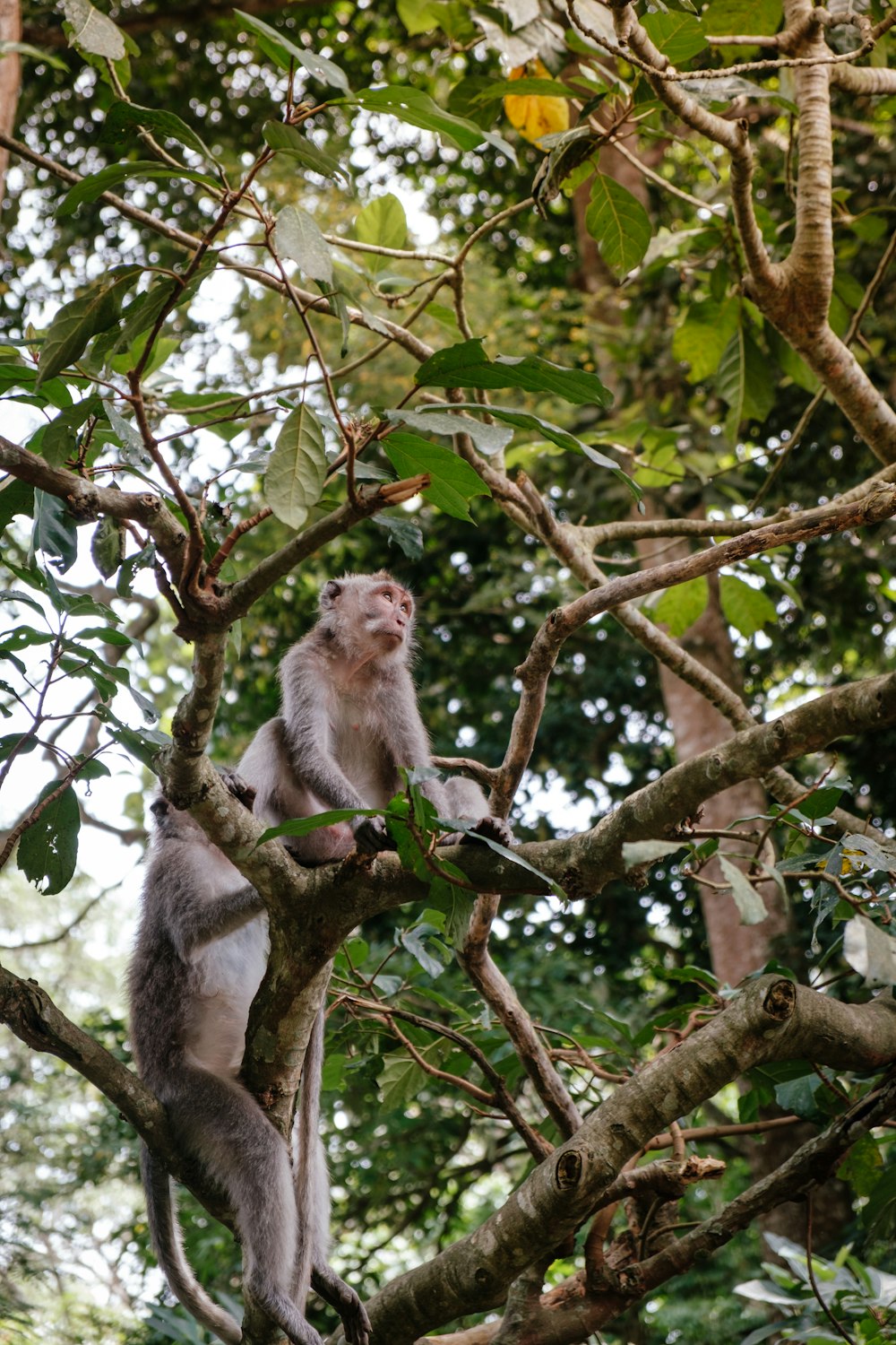 two monkeys on tree during daytime