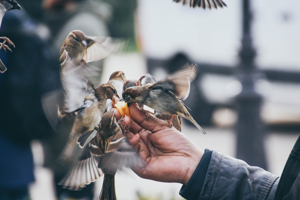 person feeding birds