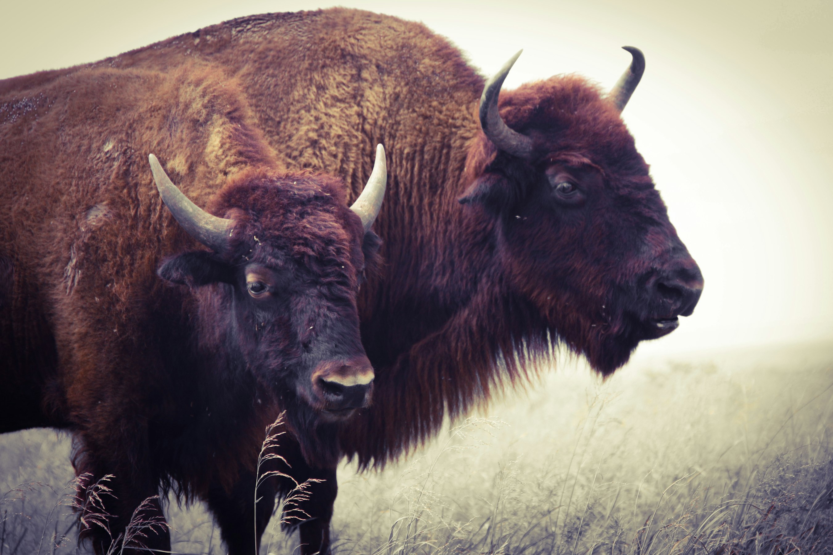 “Conserving” Wild Bison?
