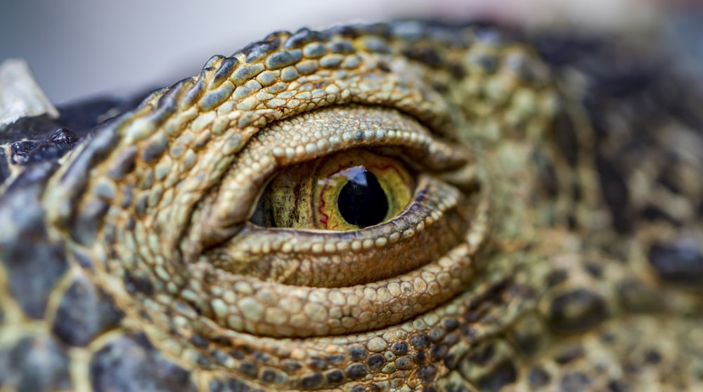 selective focus photo of crocodile eye
