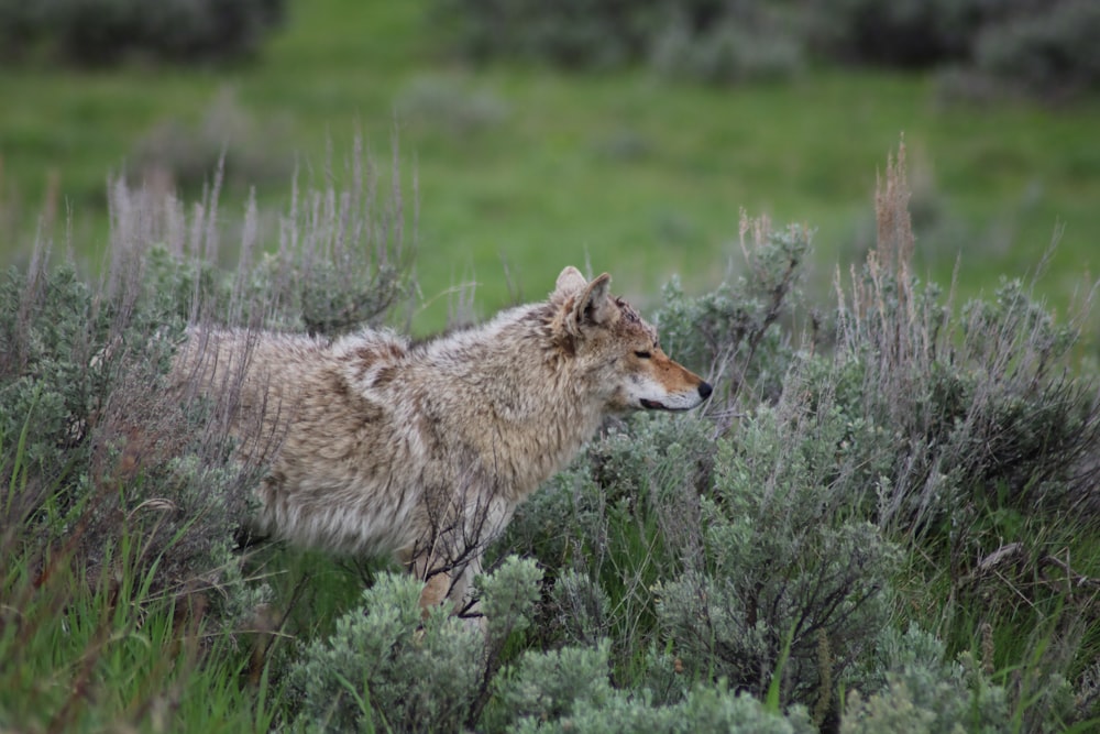 dog on bushes