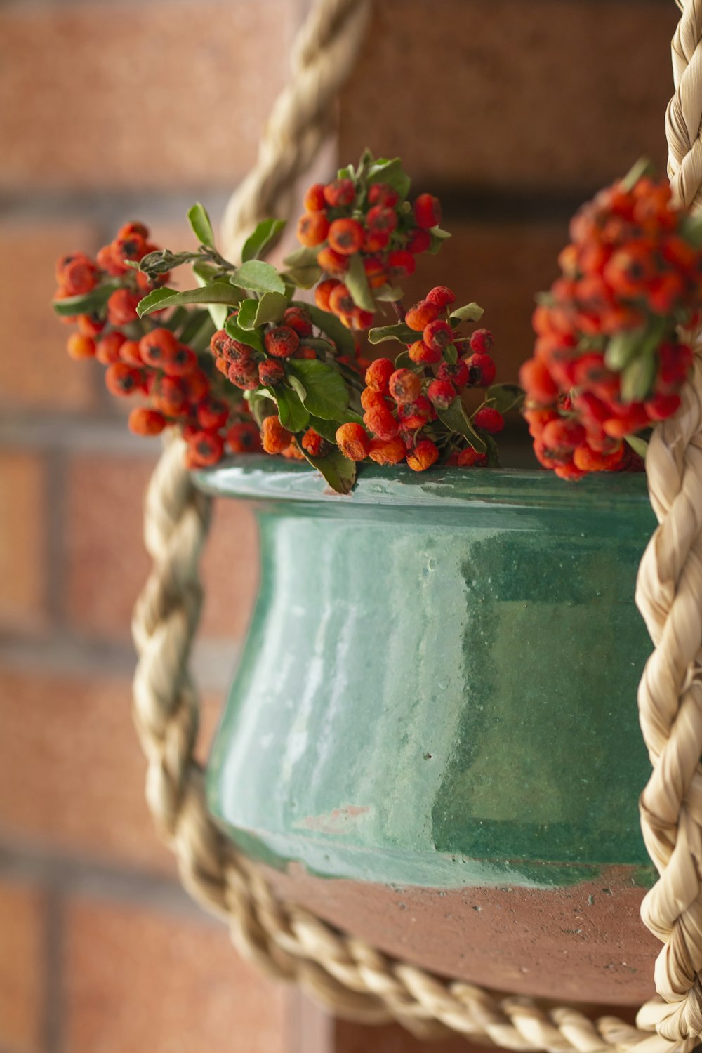 red flowers in pot