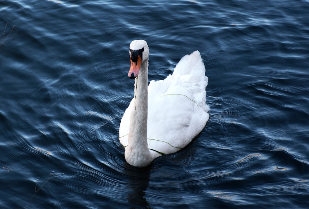 white swan on body of water