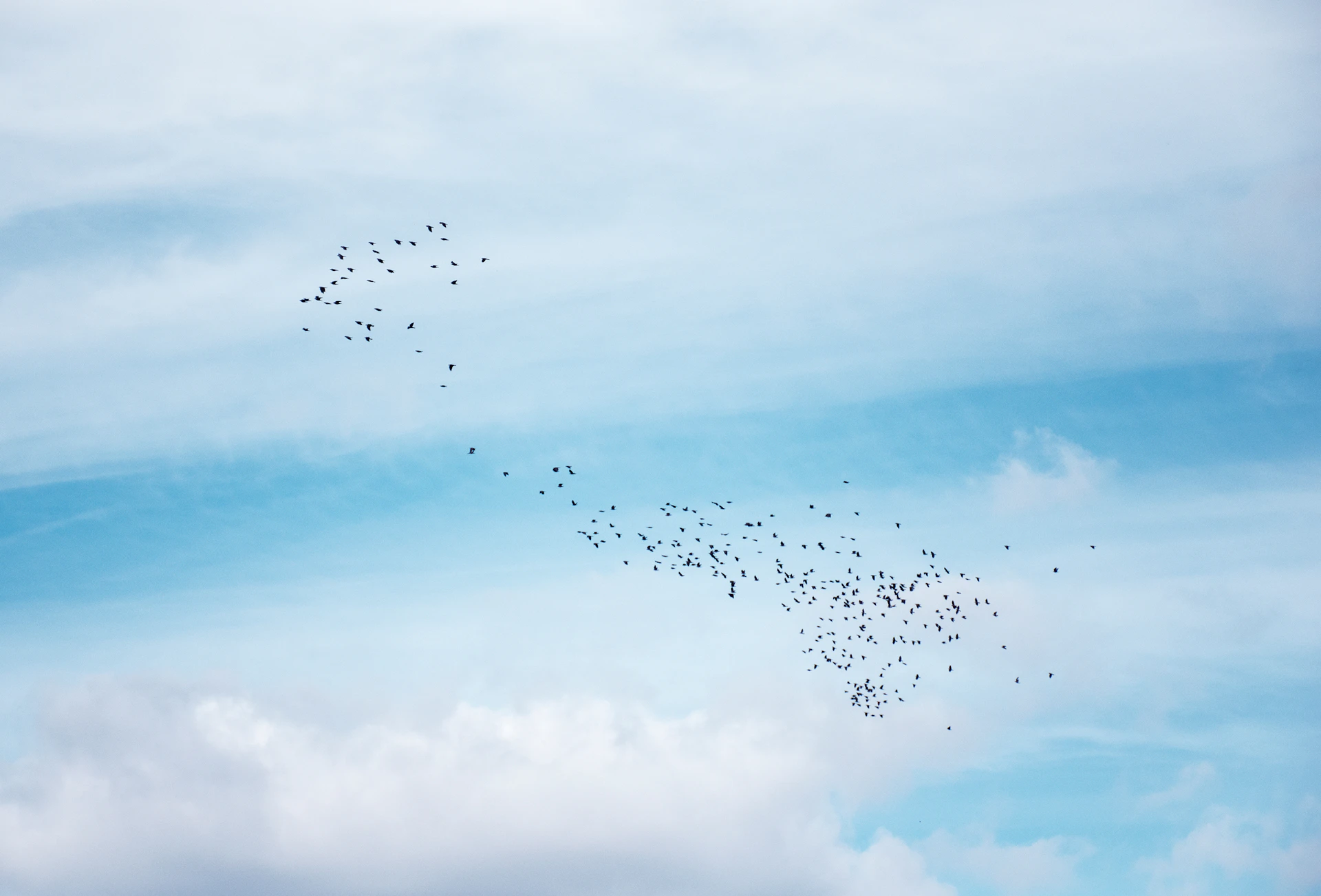 a flock of birds flying in the sky