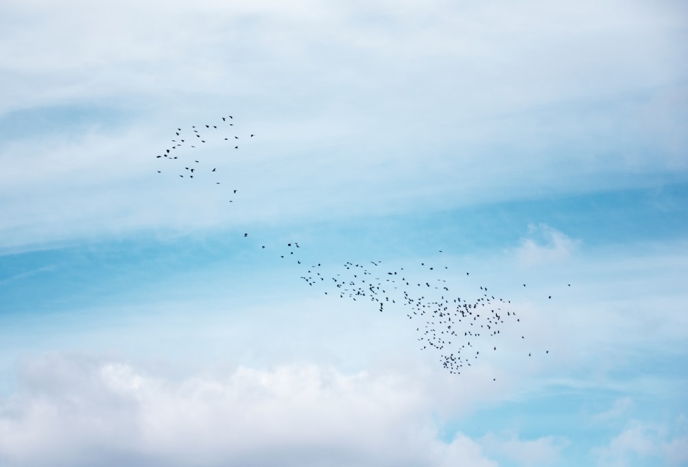une volée d’oiseaux volant dans le ciel
