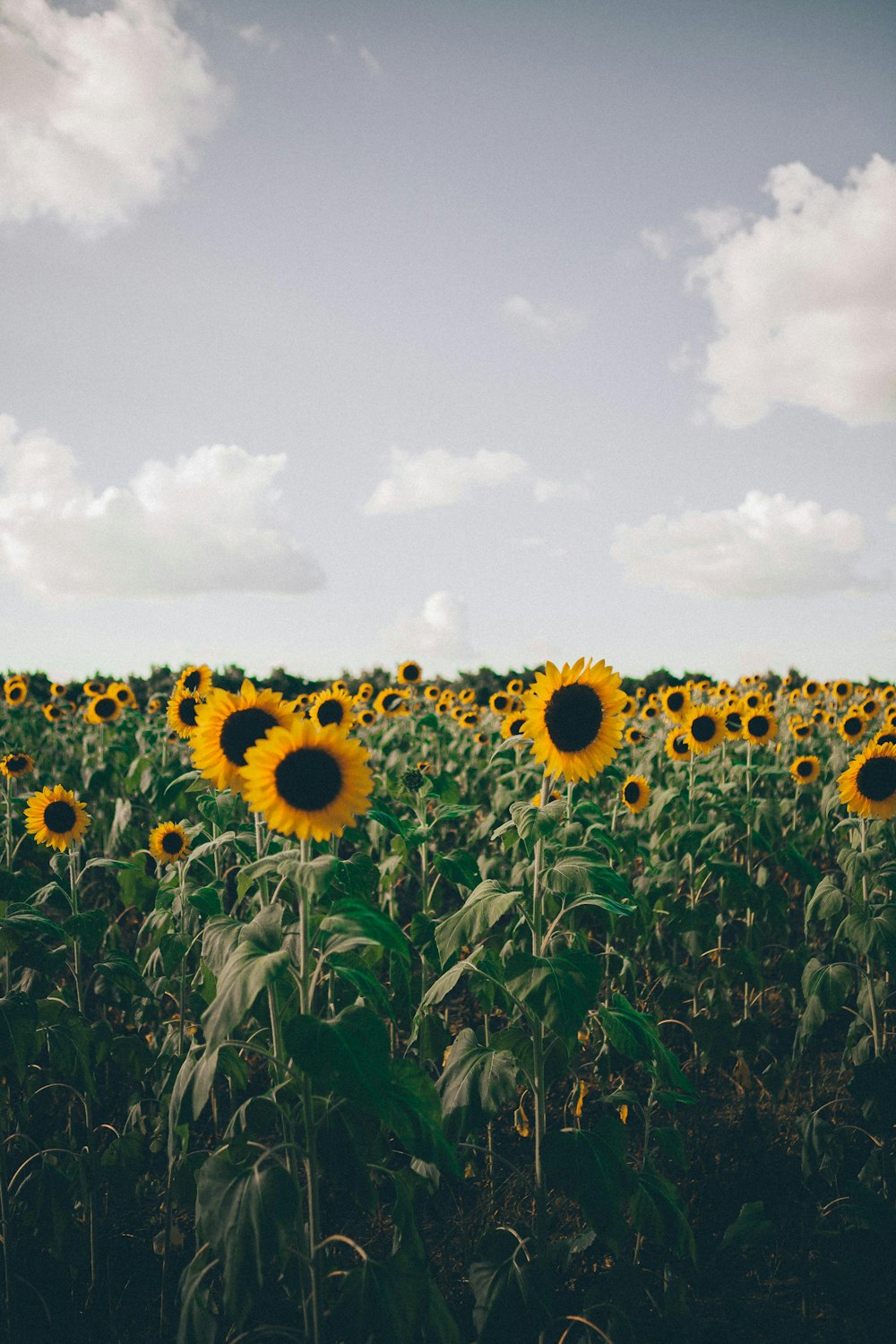 blooming sunflowers in field
