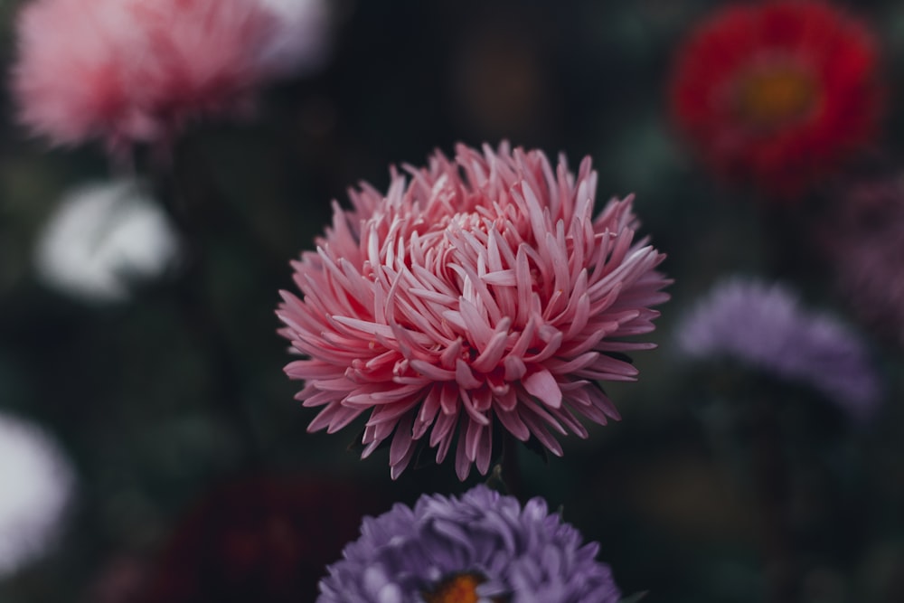 selective focus photography of pink Chrysanthemum x grandiflorum flower in bloom