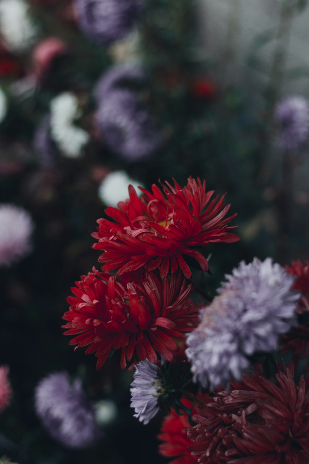 red and white daisy flowers