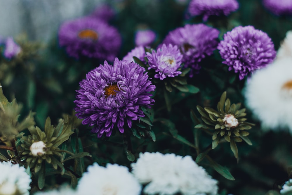 purple and white petaled flowers