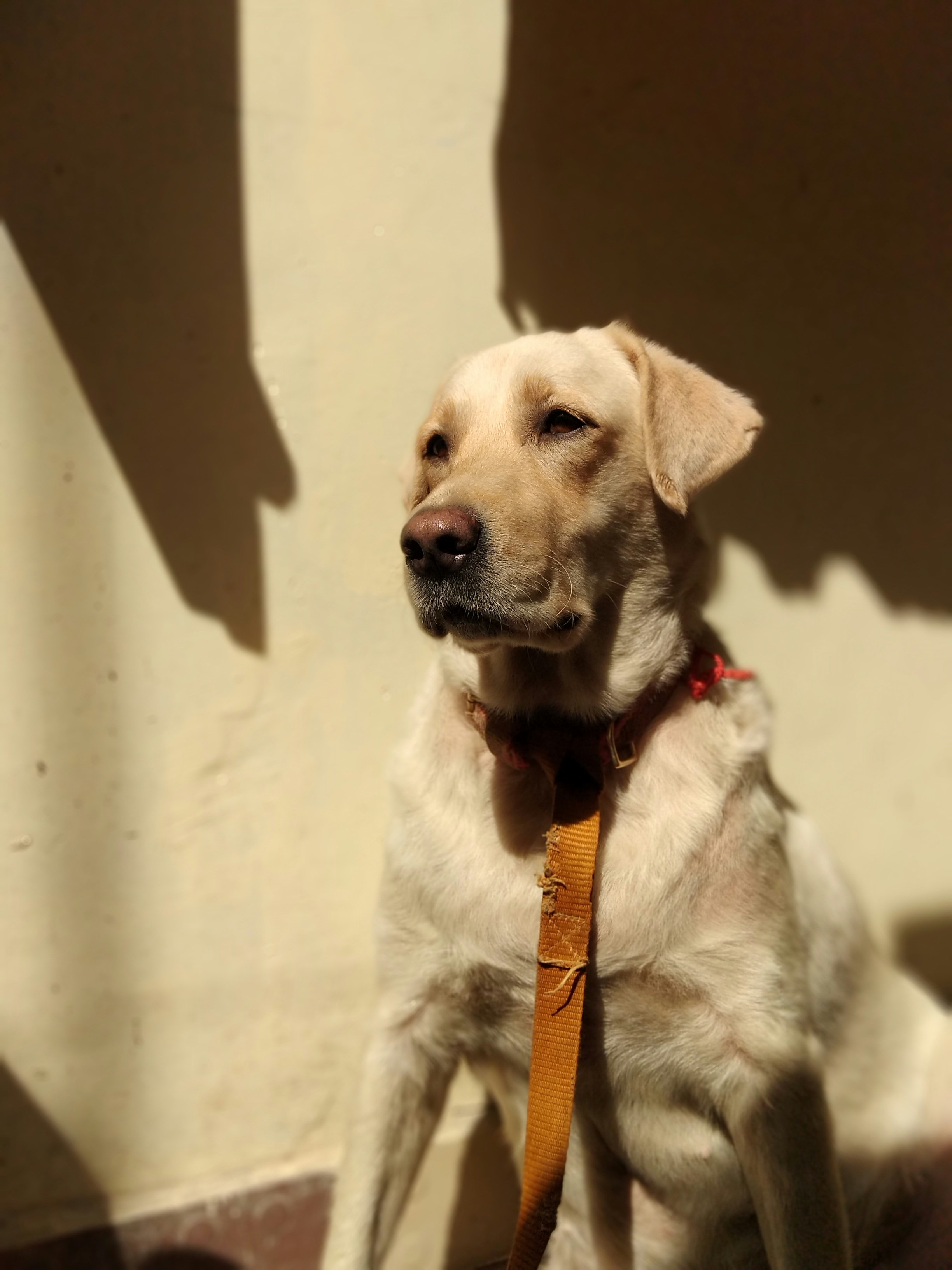 Golden Labrador Retriever freshly bathed with glossy clean coat, sitting calmly against neutral background