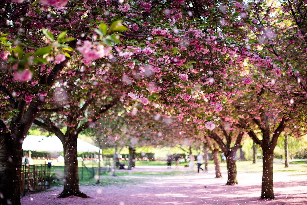 pink tree