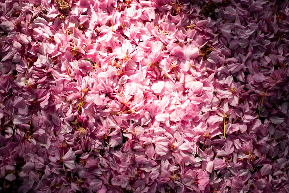 pink petaled flowers