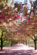 pathway between pink flowering tree