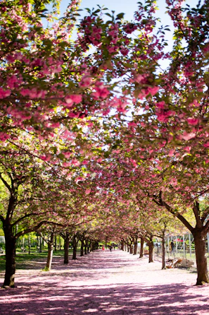 pathway between pink flowering tree